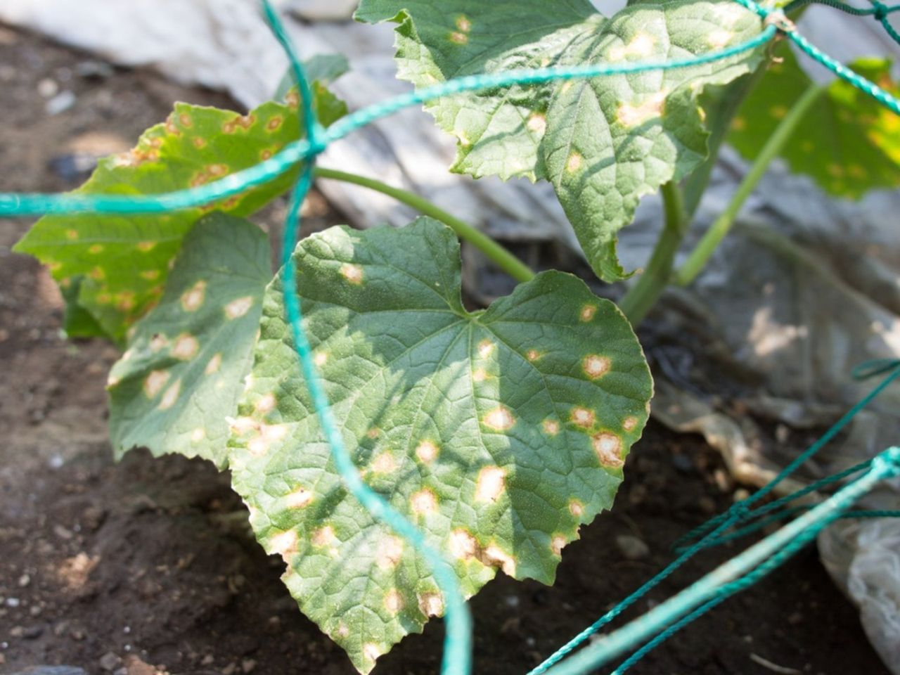 Downy Mildew On Plants