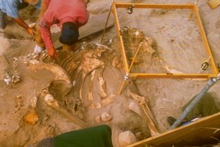 An intact pygmy mammoth skeleton, channel islands