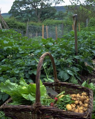 Monty Don's tips for planting new potatoes