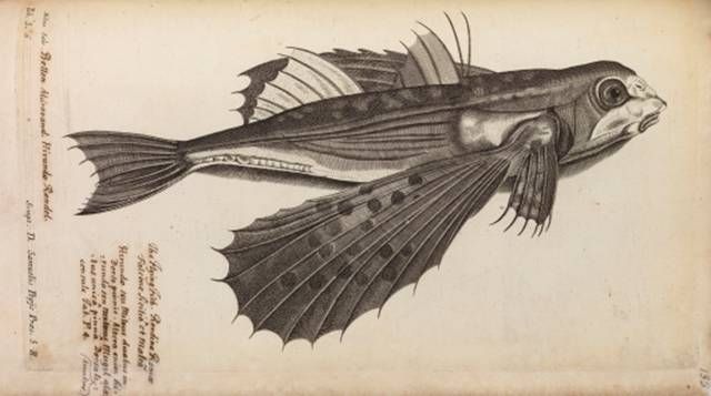 Flying fish engraving from 1686 book.