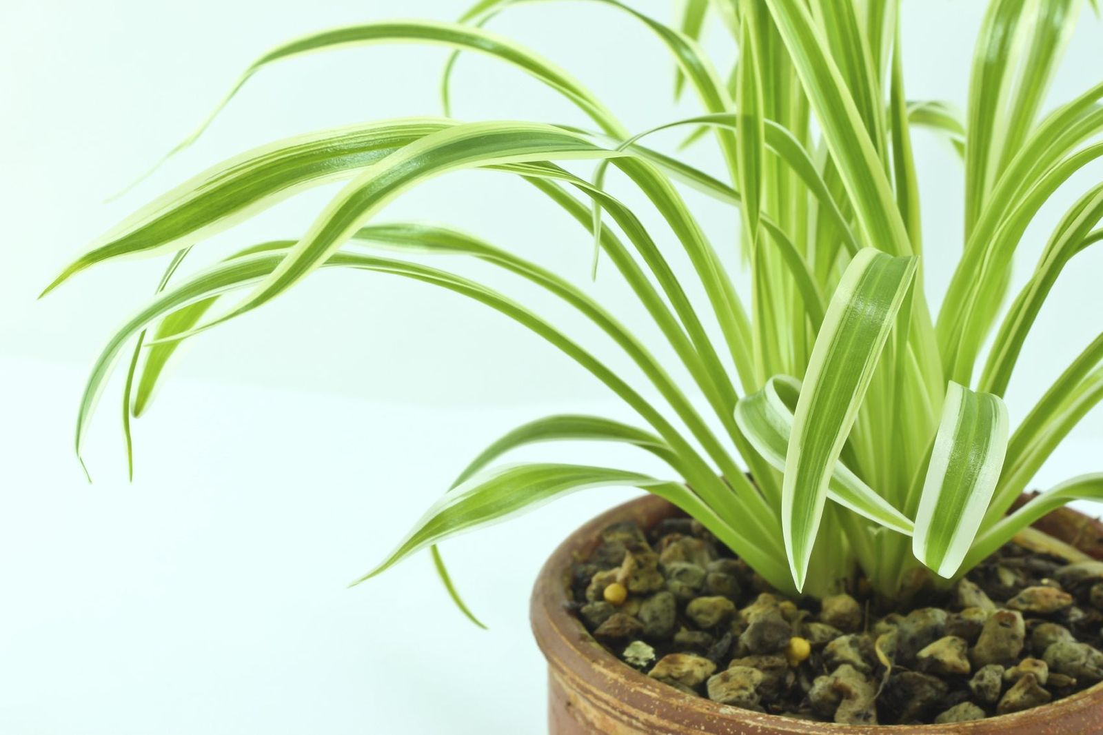 Fungus Gnat Control On Spider Plant How To Get Rid Of Spider Plant