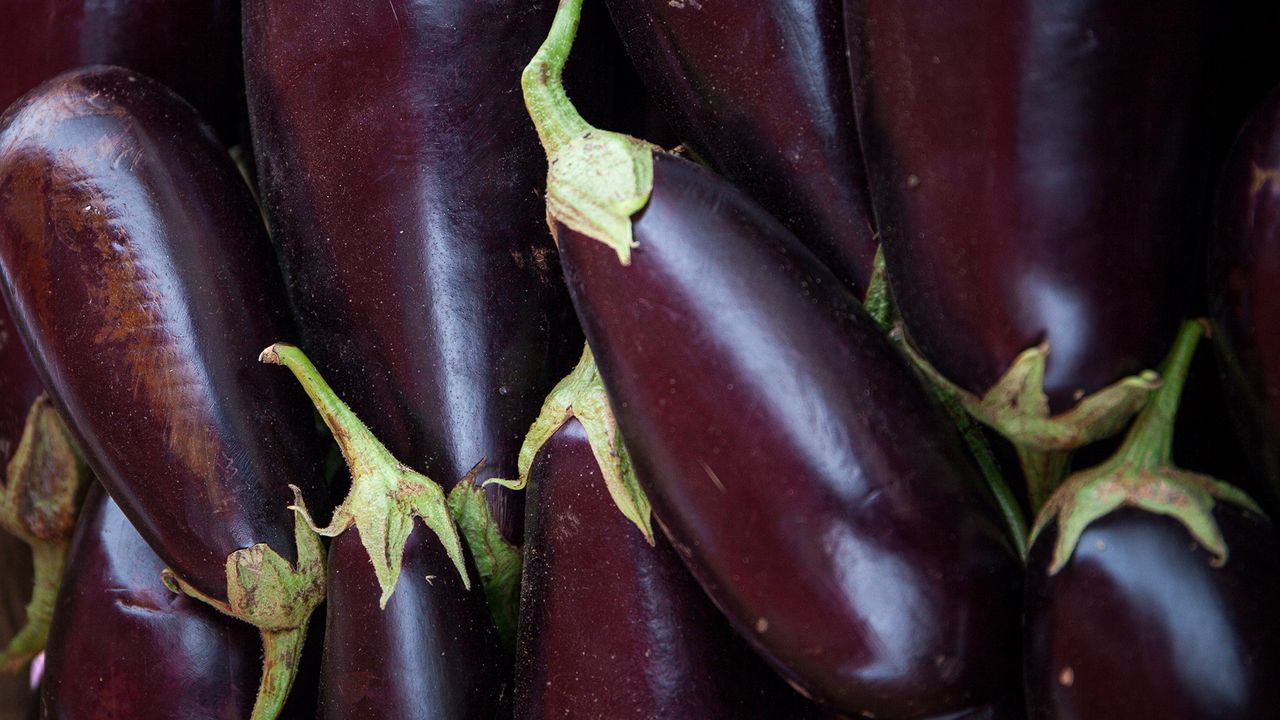 Ripe harvested aubergines 