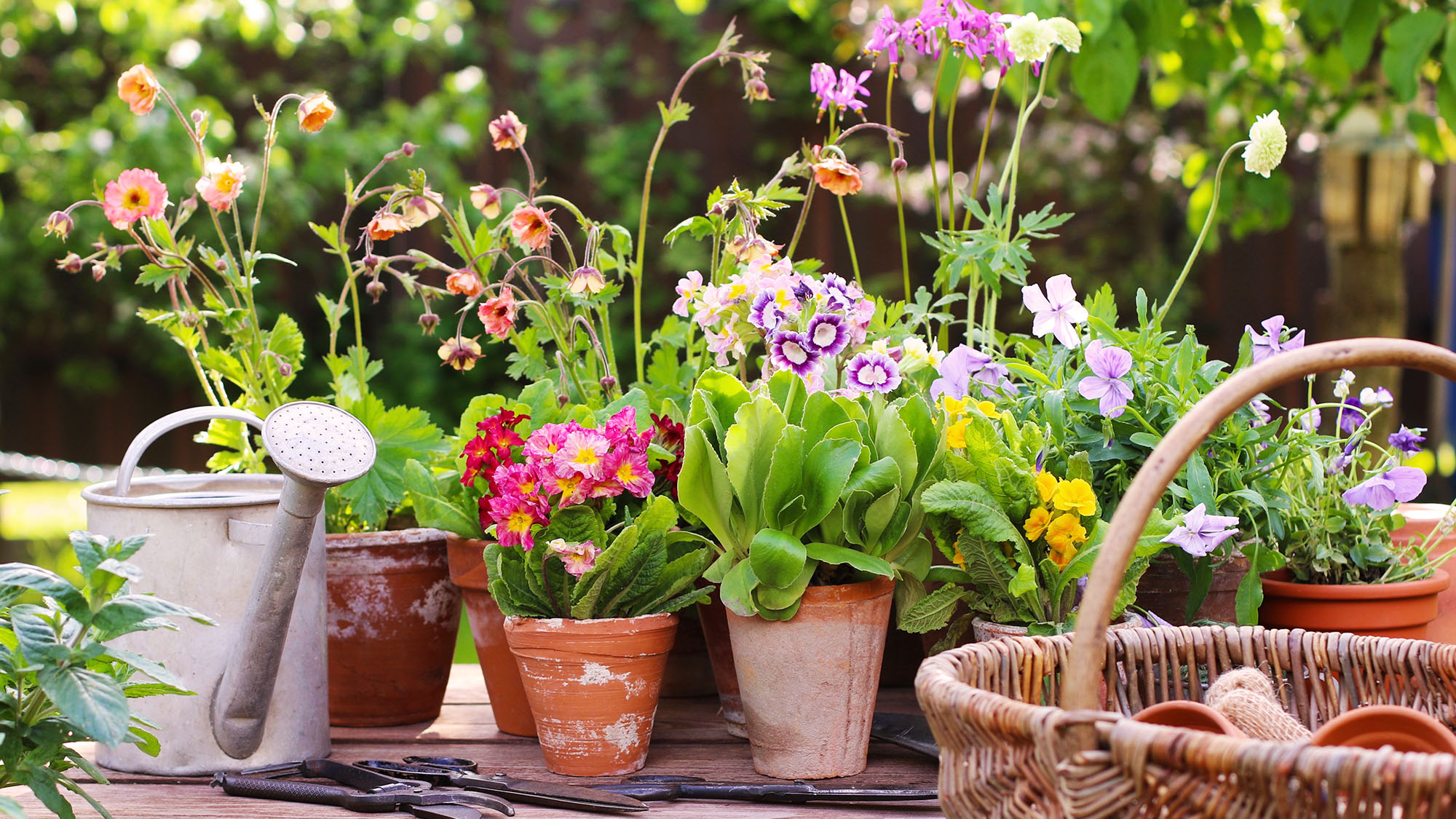 Spring flowers in vintage, weathered terracotta pots, a zinc watering can, a wicker basket, and old gardening tools on a wooden table with a garden in the background