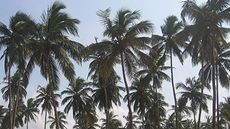 palm trees in ghana africa