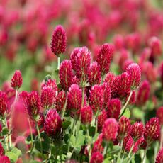Lots of crimson clover flowers