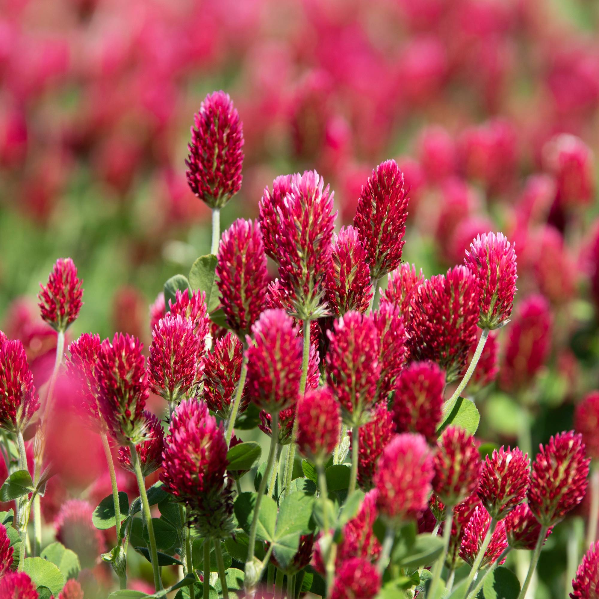 Lots of crimson clover flowers