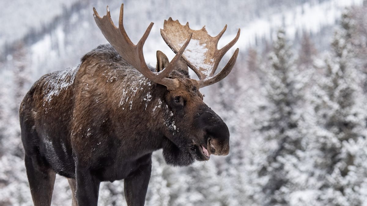 Woman fails to spot moose stalking her along footpath – it doesn't end ...