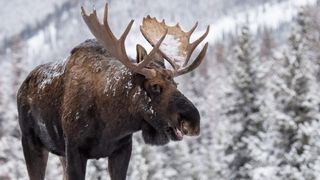 Bull moose in snow, Canada