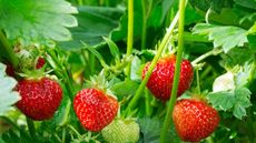 Strawberry plants with red fruit and green leaves