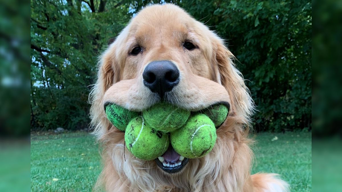 A photo of a golden retriever named Finley Molloy with five visible tennis balls in his mouth