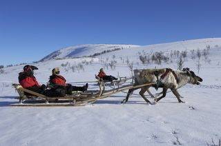 Reindeer sledding ecotourism tour, Sweden.