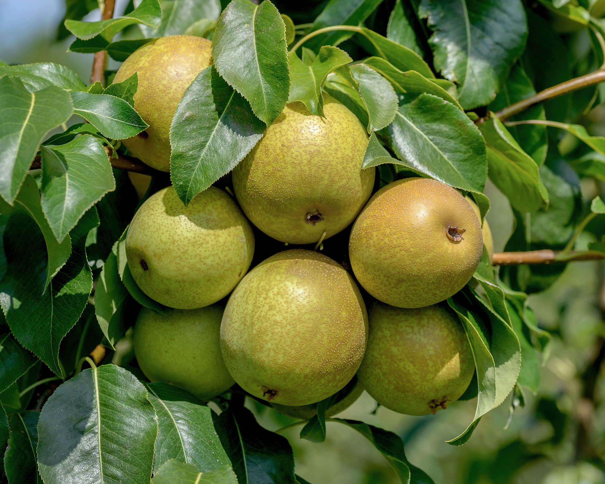 How to identify British trees – by leaf, fruit, shape, size, bark and ...