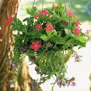 A colander used as a hanging planter in the garden