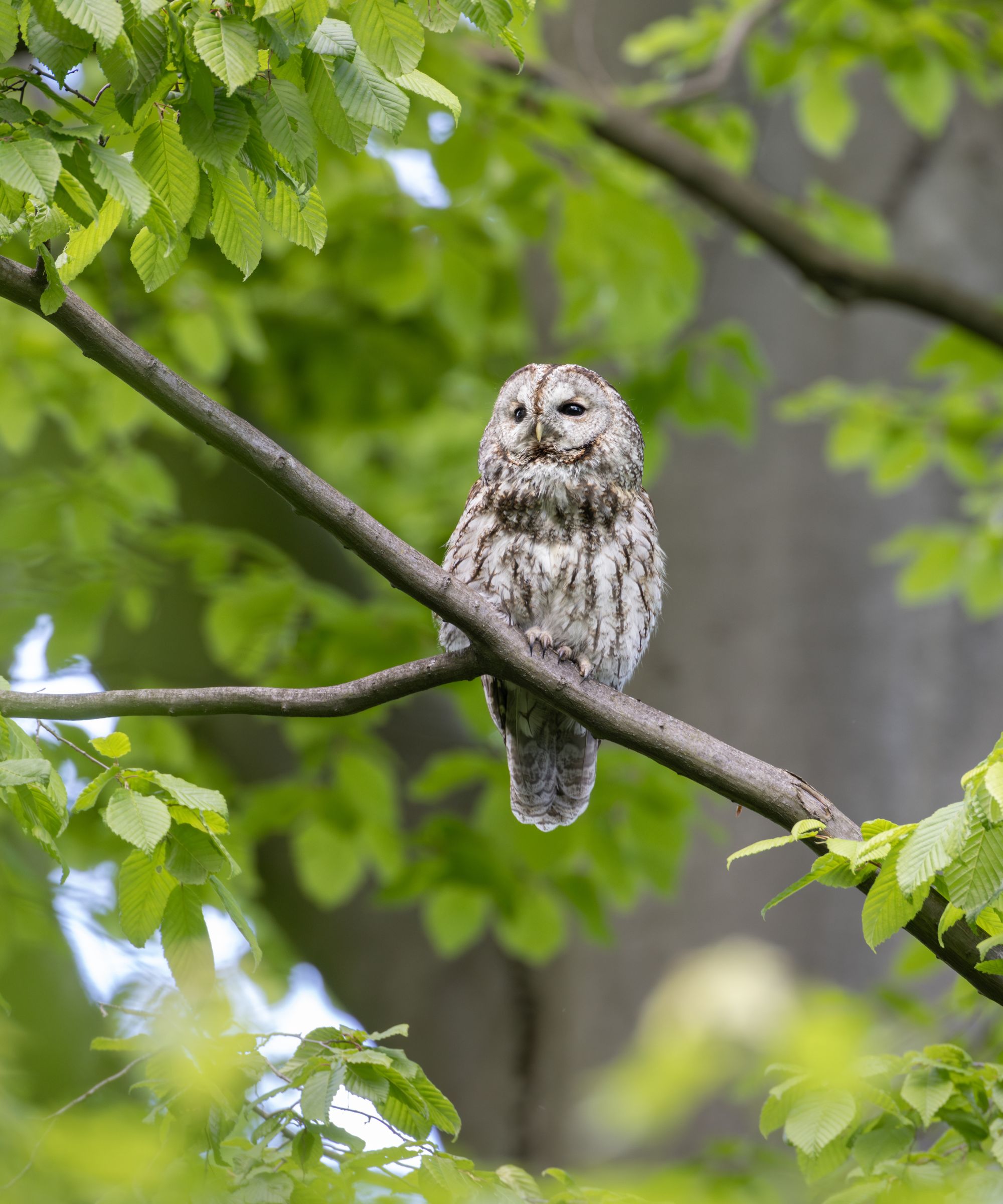 Owl perched on tree branch