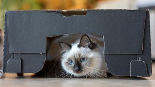 Birman kitten hiding in a box
