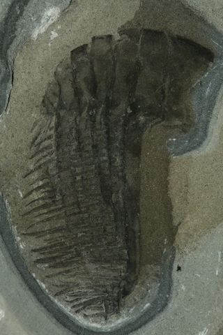 Millennium Falcon predator fossils