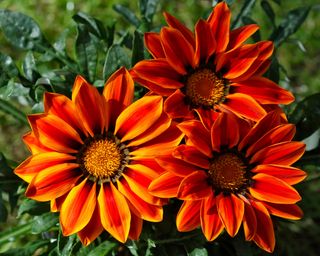 Vibrant red and orange flowers of gGzania 'Kiss Orange Flame'