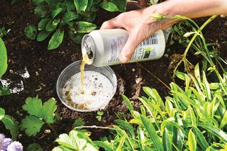 a beer trap to get rid of slugs in a garden