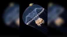 A deep sea jellyfish swims while carrying a golden fish on its pad
