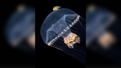 A deep sea jellyfish swims while carrying a golden fish on its pad