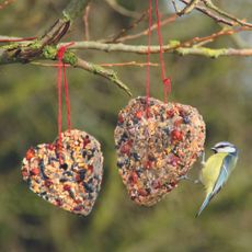 Blue tit feeds at a homemade heart-shaped bird feeder packed with fat, seeds, and berries in winter