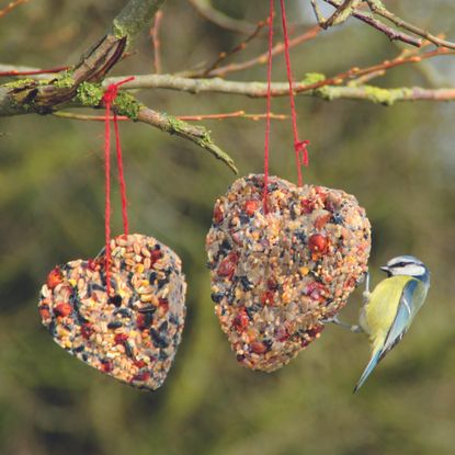 Blue tit feeds at a homemade heart-shaped bird feeder packed with fat, seeds, and berries in winter