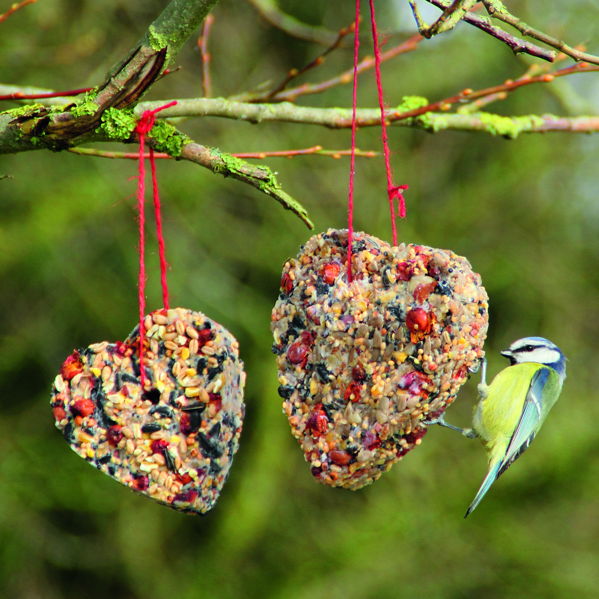 Blue tit feeds at a homemade heart-shaped bird feeder packed with fat, seeds, and berries in winter