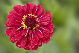 Close-up image of the beautiful summer flowering, vibrant coloured red Zinnia flower