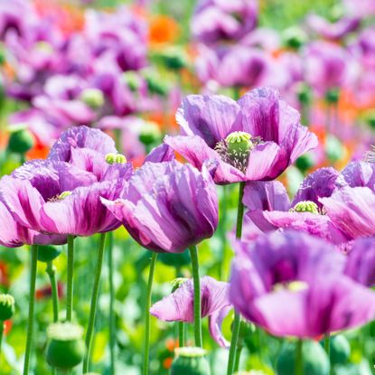 field of lila poppy blossoms - opium poppy - papaver somniferum