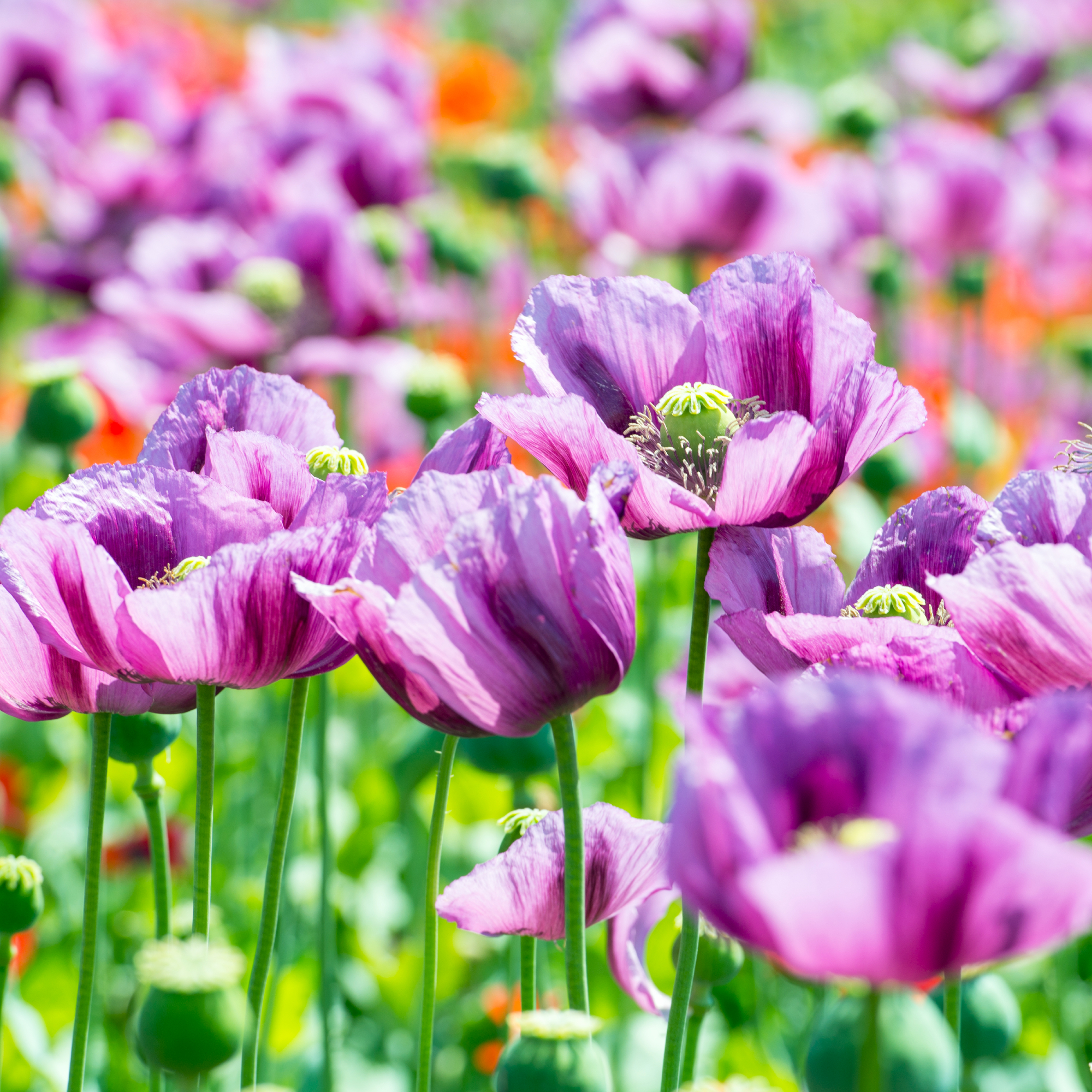 field of lila poppy blossoms - opium poppy - papaver somniferum