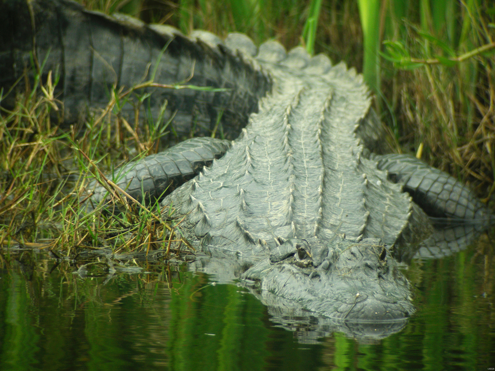 long tailed swamp alligators