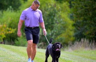 Former NFL star Jeff Zgonina wears shorts and a purple shirt while he walk his pet, a black Neapolitan mastiff called Hank