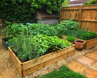 A small vegetable garden with raised beds