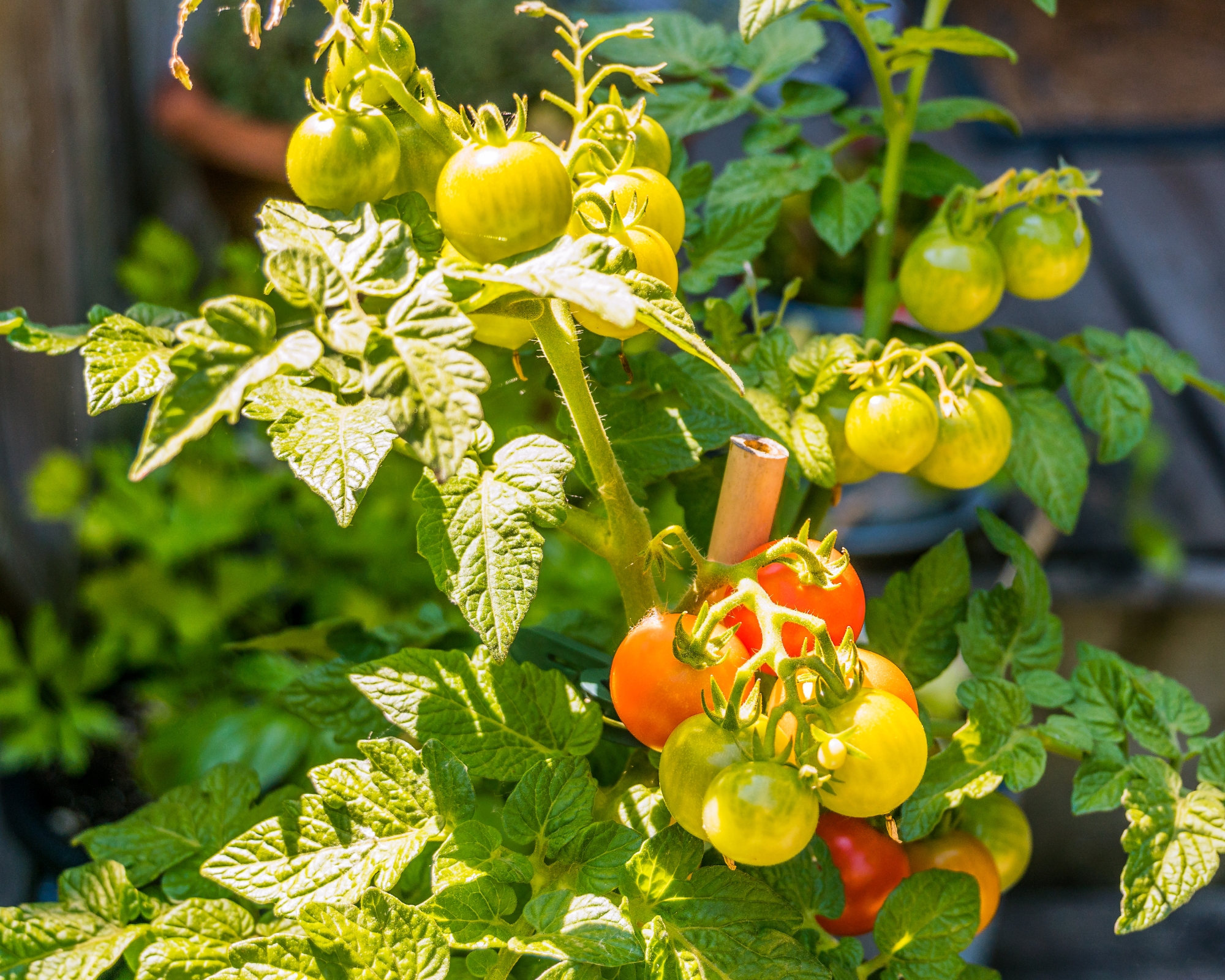 Colorful variety of Cherry tomaotes growing on a steaked potted plant, on a patio which is in soft focus.