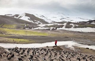 Antarctic Site Inventory researcher Steven Forrest counting penguins at Baily Head, Deception Island.