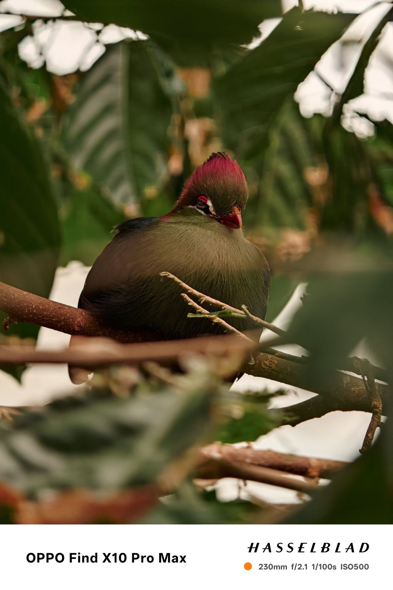 Green bird with a red crest resting on a branch among dense foliage.