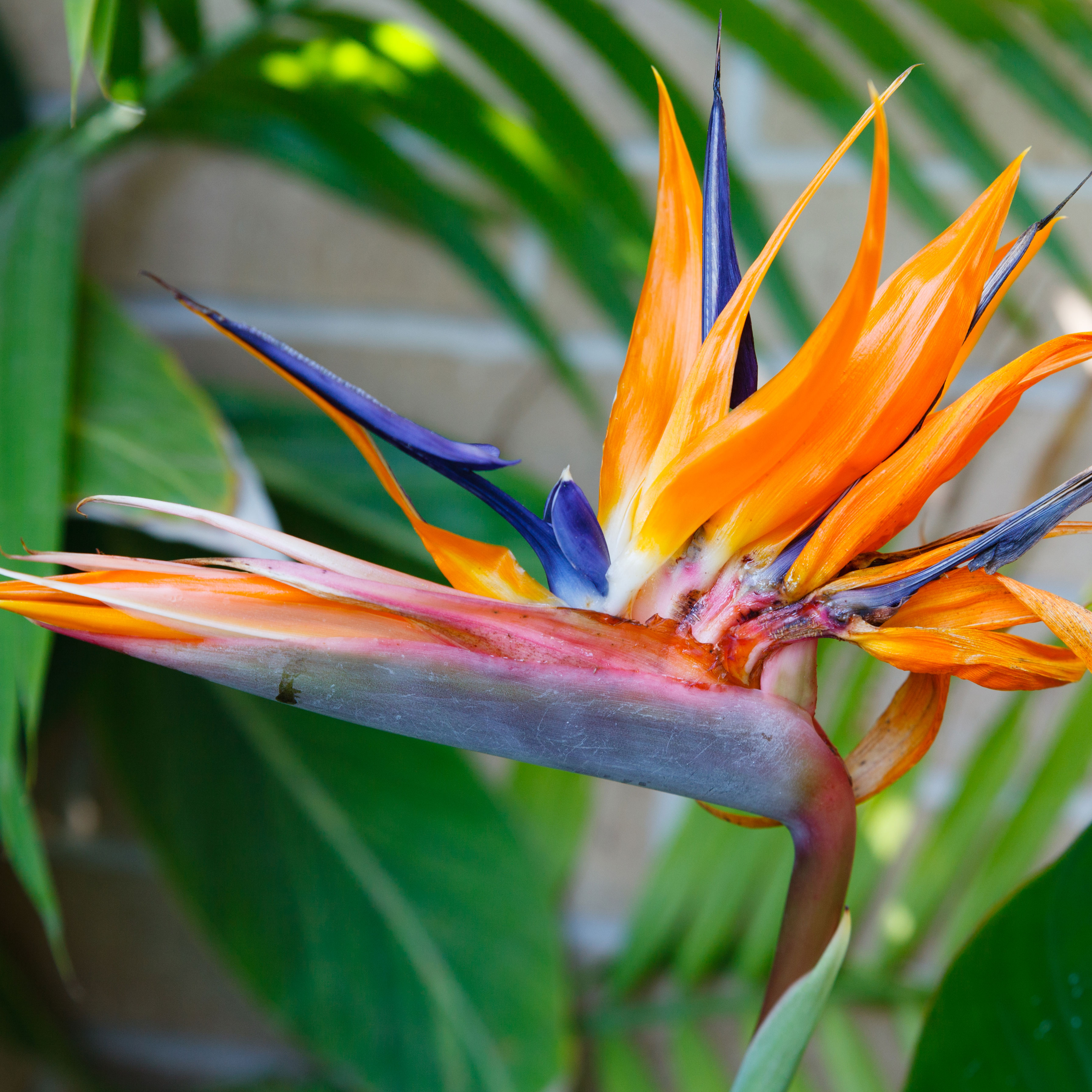 bird of paradise flower in detail showing orange and purple-blue petals with palms in background