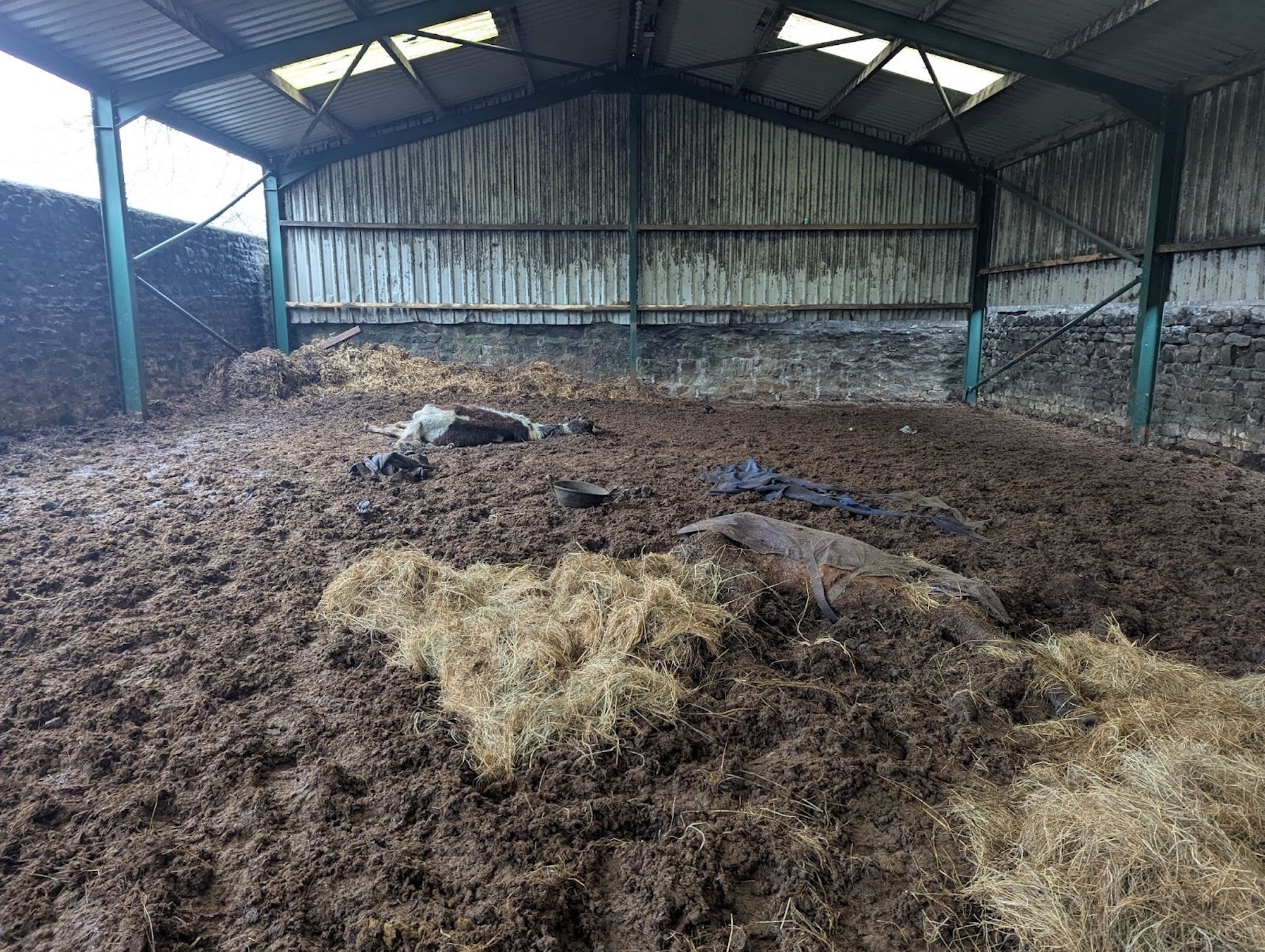 Dead horse in barn - pic credit RSPCA