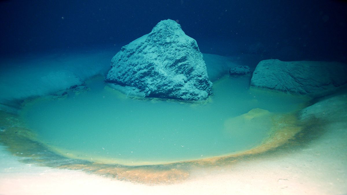 'Unlucky' creatures that enter rare Red Sea brine pools are immediately stunned ..