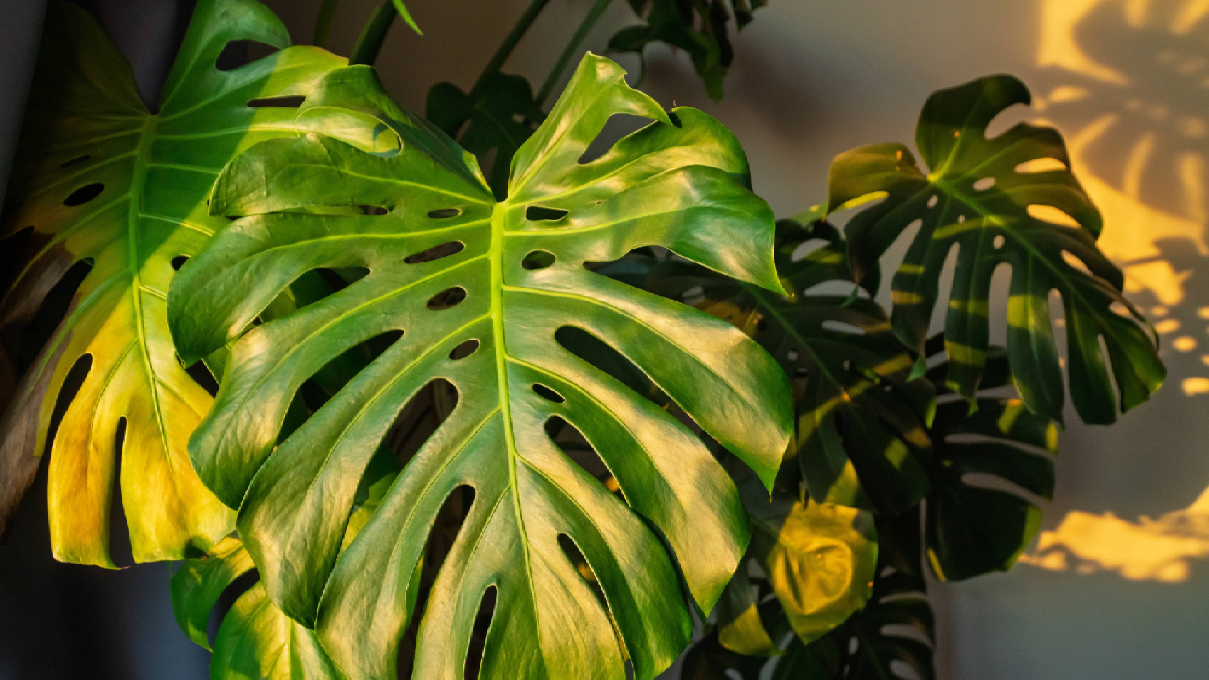 Sun burned monstera