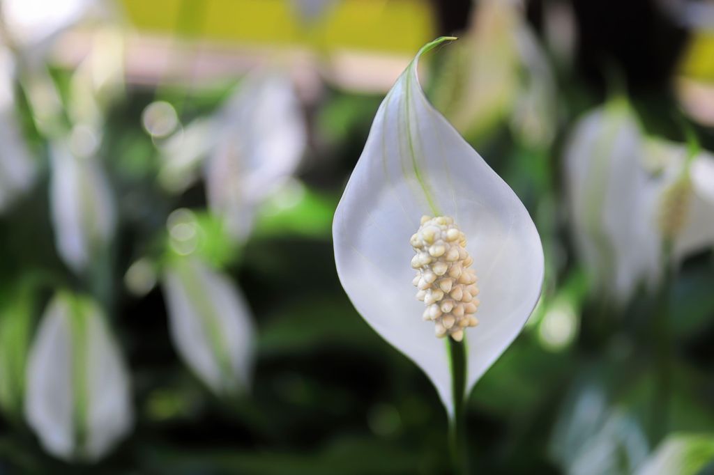 Peace lily care: how to grow peace lilies successfully