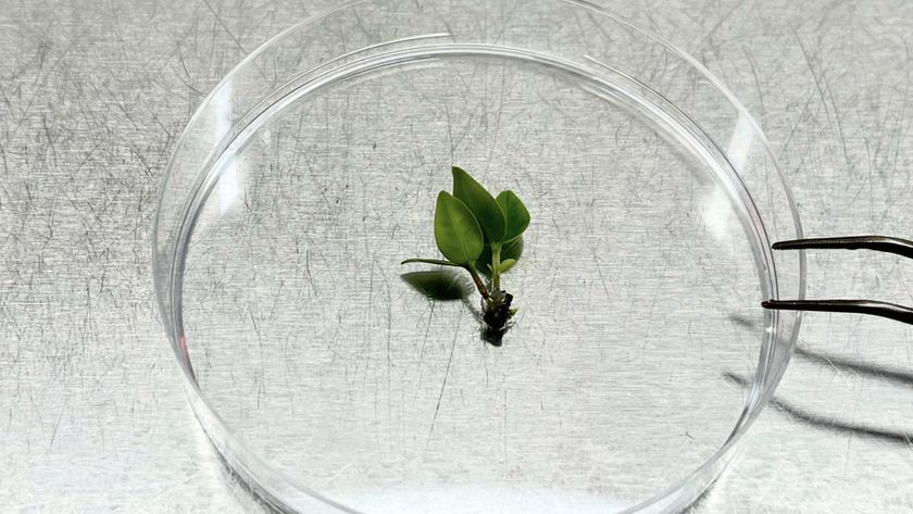 A plant shoot tip in a petri dish.