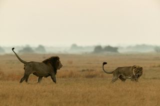 When male lions begin to reach sexual maturity around age 2, the older males within the pride kick them out, Dereck said. The female lions, which are usually all related to some degree, typically stay behind. For a young male, "the betrayal by his own blo