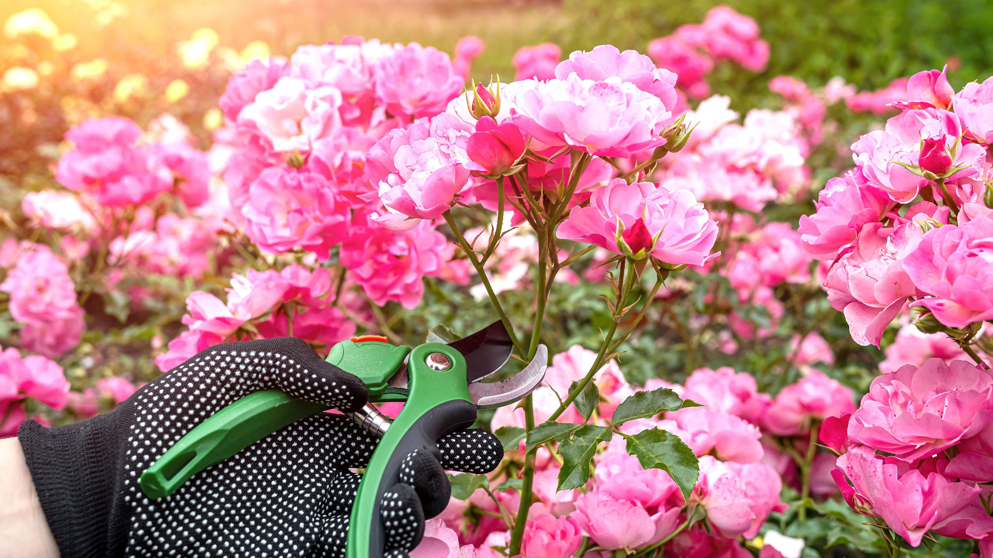 pink rose bush with black gloved hand holding green pruning shears