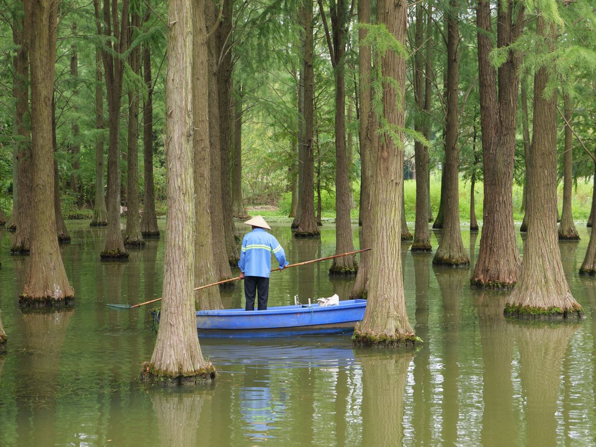 Panasonic Lumix L10 sample gallery: Worker in a blue boat clearing out a lake in a nature reserve in China