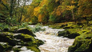 The section of the River Wharfe known as the Strid which is famous for its waterfalls..