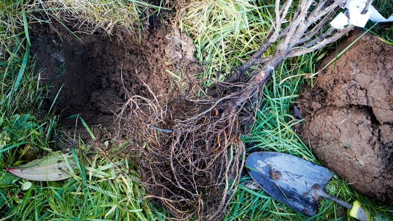 planting bare root trees