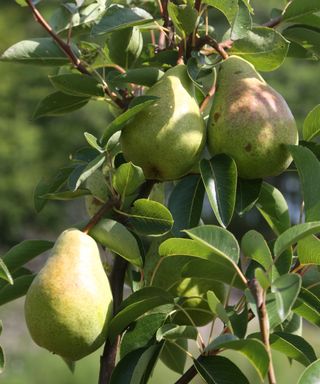 pears growing on a tree in a garden