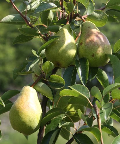 Best fruit trees: 10 to grow in your backyard | Homes & Gardens