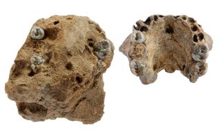 human ancestor fossils discovered in Kenya